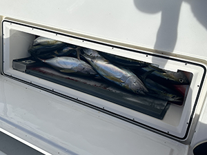 June 2023 Michael Jocher - Yellowfin